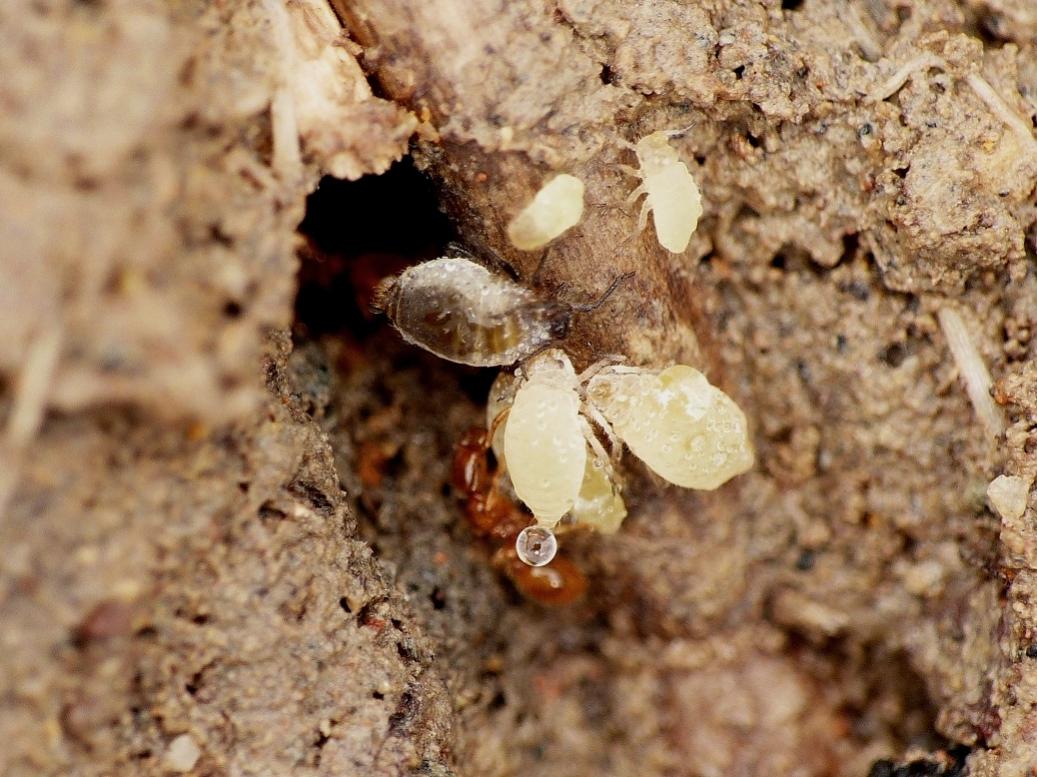 Afidi allevati da formiche Solenopsis fugax